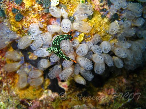 Nembrotha kubaryana.JPG - Philippines - Les Visayas